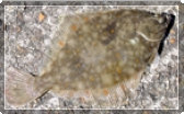 Picture of a plaice and link to several articles on fishing for them.