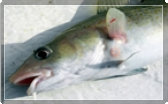 Picture of a cod and link to several articles on fishing for them.